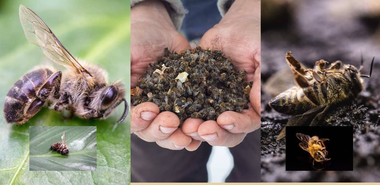 Pesticides and other threats endanger honey bees and their crucial ecological roles